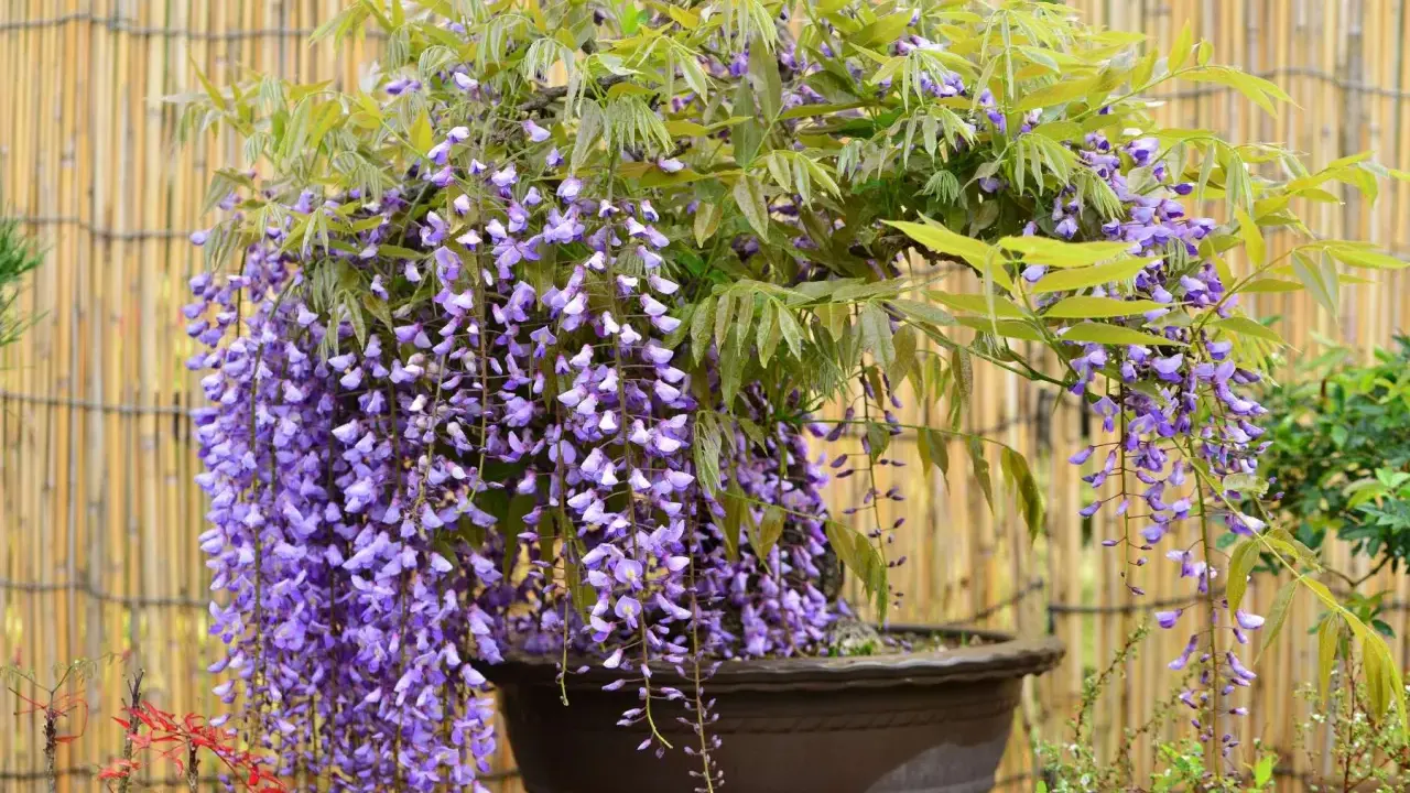 Piękna wisteria w donicy, kwitnąca fioletowymi gronami. Chcesz wiedzieć, jak rozmnożyć wisterię? Ta roślina zachwyca!
