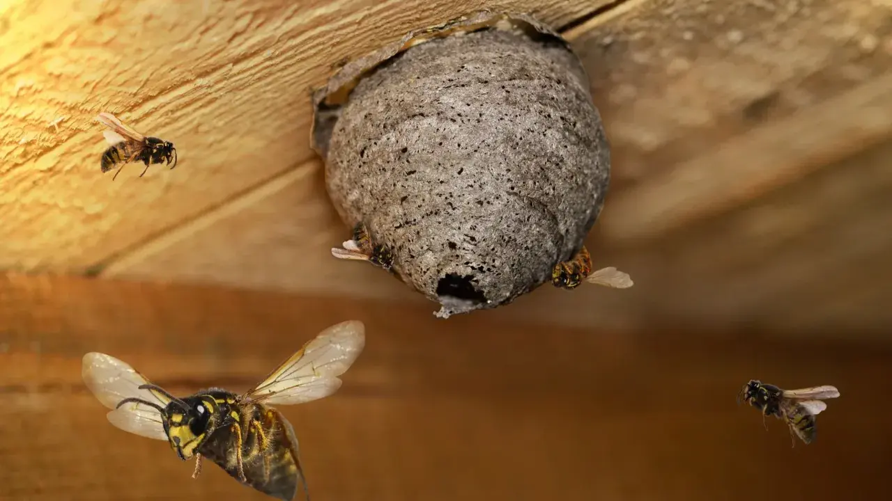 Gniazdo szerszeni pod sufitem. Kilka owadów lata wokół. Szukasz domowe sposoby na szerszenie?