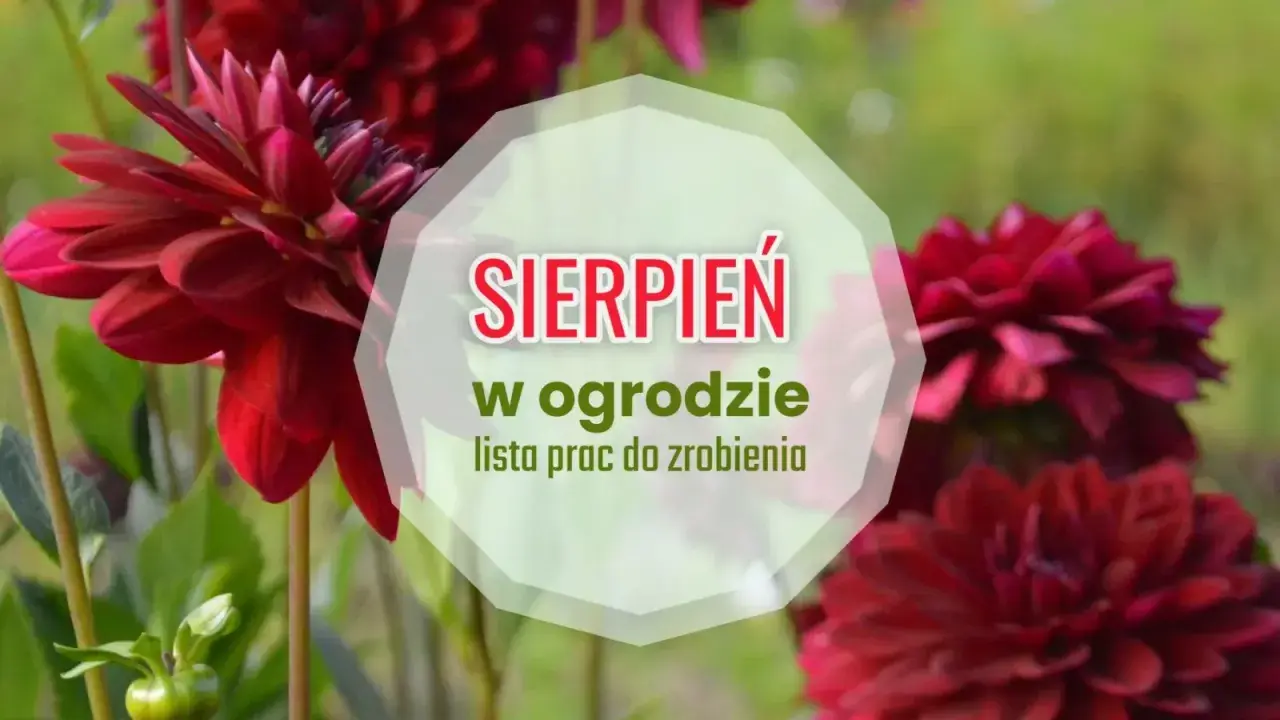 Ciemnoczerwone dalie kwitną w ogrodzie. W sierpniu czas na prace pielęgnacyjne, by cieszyć się pięknem roślin.
