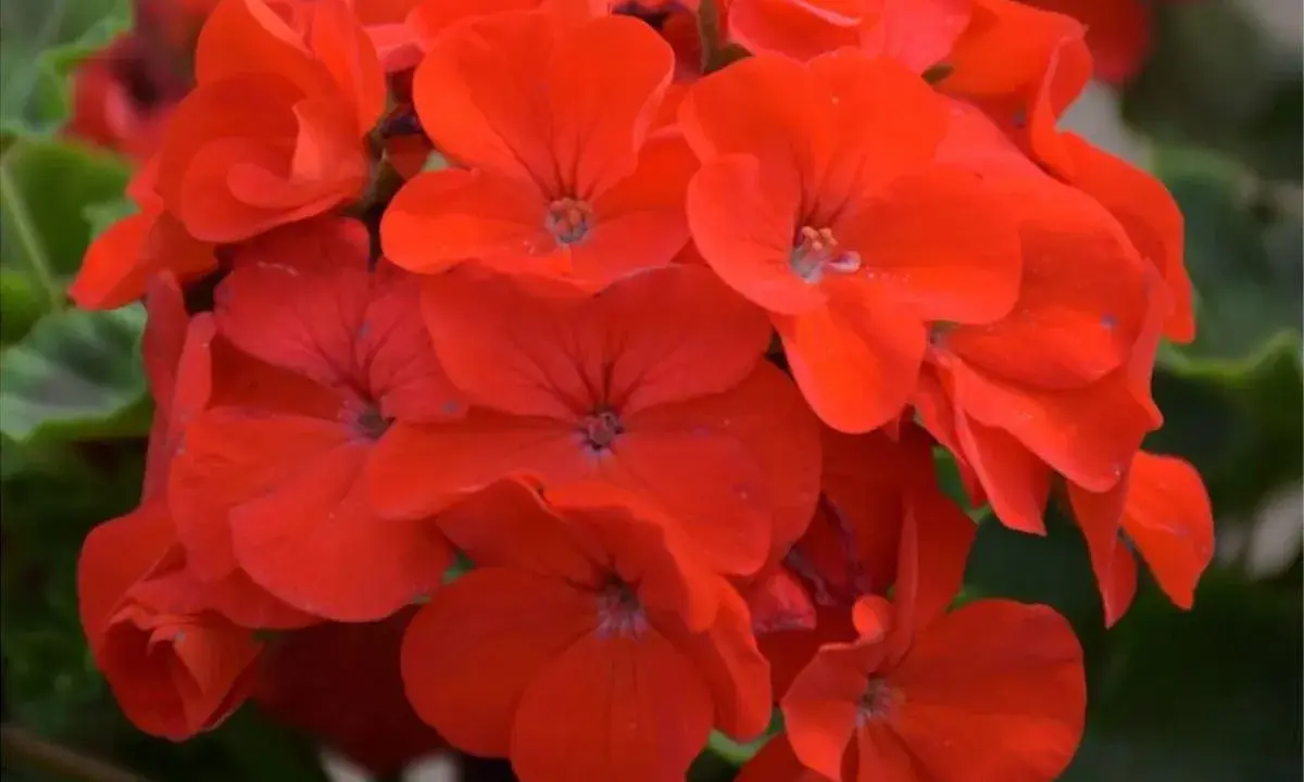 Kwitnące, czerwone pelargonie. Czy pelargonia jest wieloletnia? Tak, wiele odmian pelargonii to rośliny wieloletnie, które można zimować.