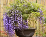 Piękna wisteria w donicy, kwitnąca fioletowymi gronami. Chcesz wiedzieć, jak rozmnożyć wisterię? Ta roślina zachwyca!