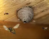 Gniazdo szerszeni pod sufitem. Kilka owadów lata wokół. Szukasz domowe sposoby na szerszenie?