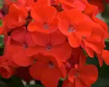 Kwitnące, czerwone pelargonie. Czy pelargonia jest wieloletnia? Tak, wiele odmian pelargonii to rośliny wieloletnie, które można zimować.