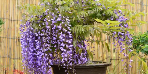 Piękna wisteria w donicy, kwitnąca fioletowymi gronami. Chcesz wiedzieć, jak rozmnożyć wisterię? Ta roślina zachwyca!
