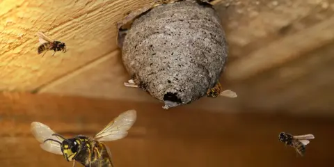 Gniazdo szerszeni pod sufitem. Kilka owadów lata wokół. Szukasz domowe sposoby na szerszenie?