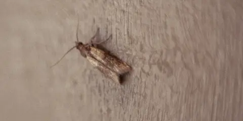 Mały, brązowy owad na drewnianej powierzchni. Zastanawiasz się, jak pozbyć się moli spożywczych?