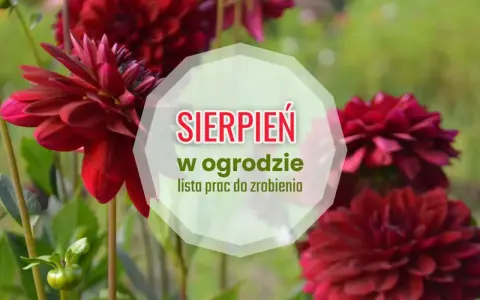 Ciemnoczerwone dalie kwitną w ogrodzie. W sierpniu czas na prace pielęgnacyjne, by cieszyć się pięknem roślin.