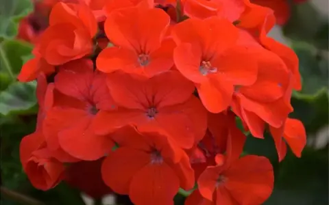 Kwitnące, czerwone pelargonie. Czy pelargonia jest wieloletnia? Tak, wiele odmian pelargonii to rośliny wieloletnie, które można zimować.