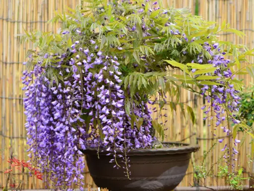 Piękna wisteria w donicy, kwitnąca fioletowymi gronami. Chcesz wiedzieć, jak rozmnożyć wisterię? Ta roślina zachwyca!
