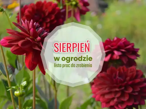 Ciemnoczerwone dalie kwitną w ogrodzie. W sierpniu czas na prace pielęgnacyjne, by cieszyć się pięknem roślin.