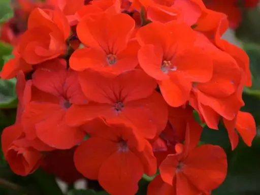 Kwitnące, czerwone pelargonie. Czy pelargonia jest wieloletnia? Tak, wiele odmian pelargonii to rośliny wieloletnie, które można zimować.
