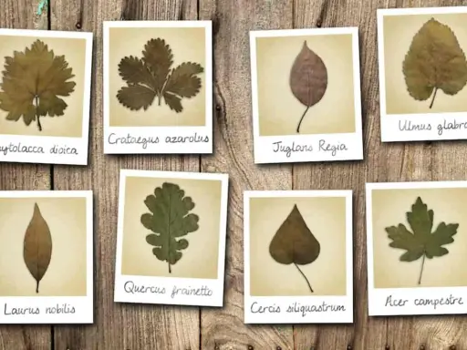 Przykładowy zielnik z ośmioma suszonymi liśćmi: dębu, klonu, wawrzynu, wiązu i innych.