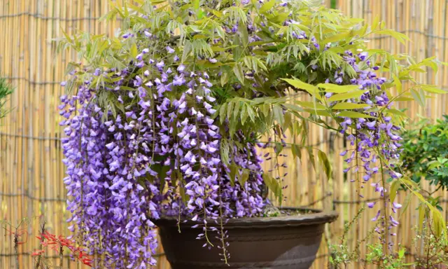 Piękna wisteria w donicy, kwitnąca fioletowymi gronami. Chcesz wiedzieć, jak rozmnożyć wisterię? Ta roślina zachwyca!