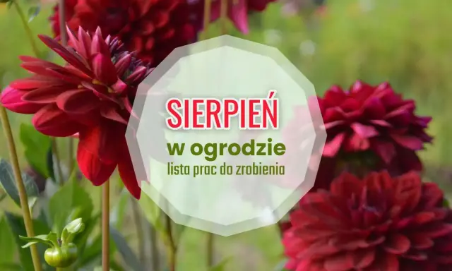 Ciemnoczerwone dalie kwitną w ogrodzie. W sierpniu czas na prace pielęgnacyjne, by cieszyć się pięknem roślin.