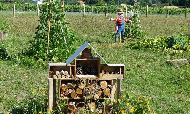 Dom dla owadów i strach na wróble w ogrodzie permakulturowym. W tle winnica.