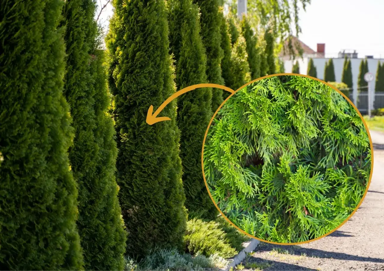 Gęsty żywopłot z tui. Zbliżenie pokazuje szczegóły igieł. Dowiedz się, kiedy sadzić tuje, aby uzyskać taki efekt.