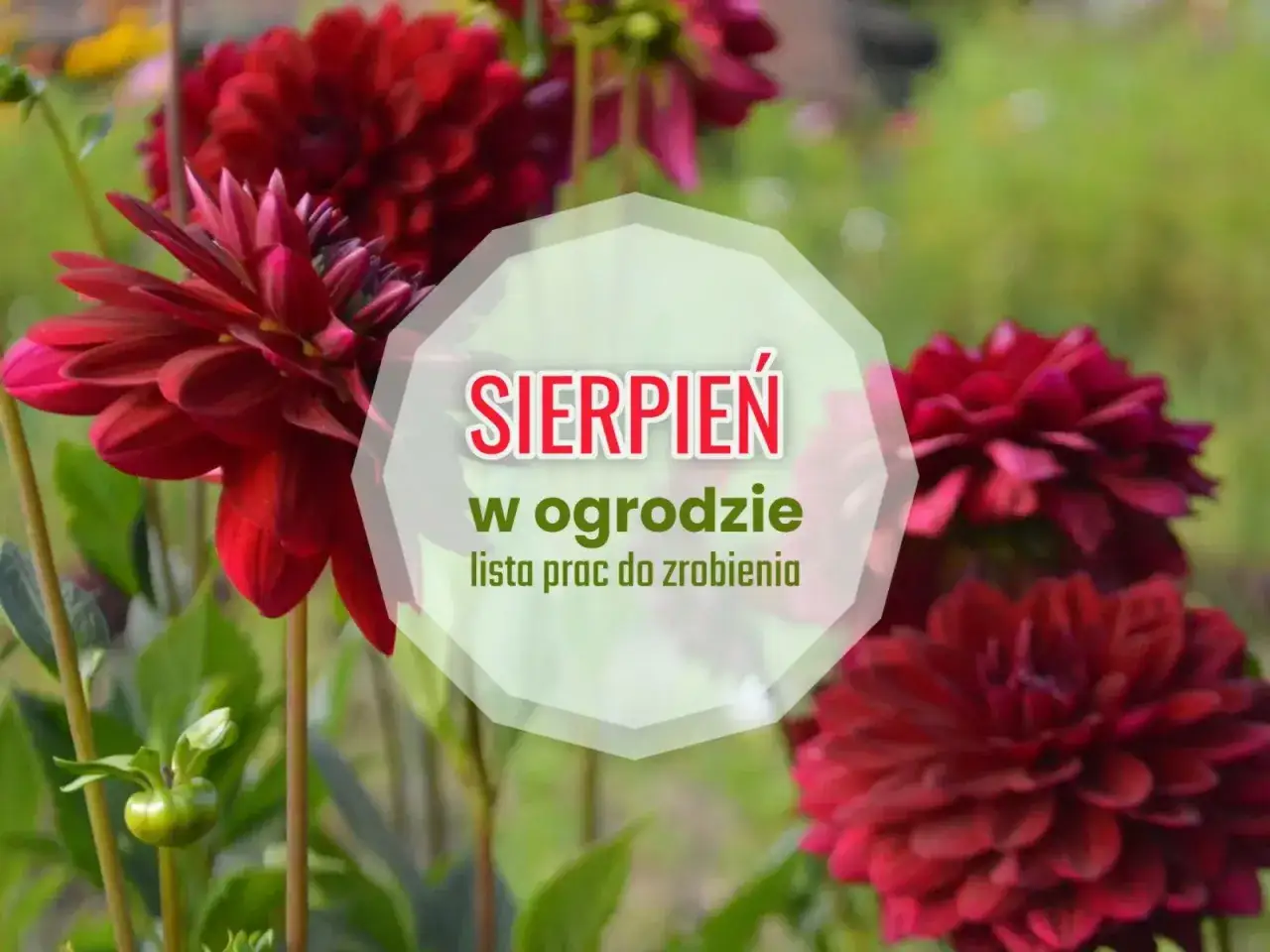 Ciemnoczerwone dalie kwitną w ogrodzie. W sierpniu czas na prace pielęgnacyjne, by cieszyć się pięknem roślin.
