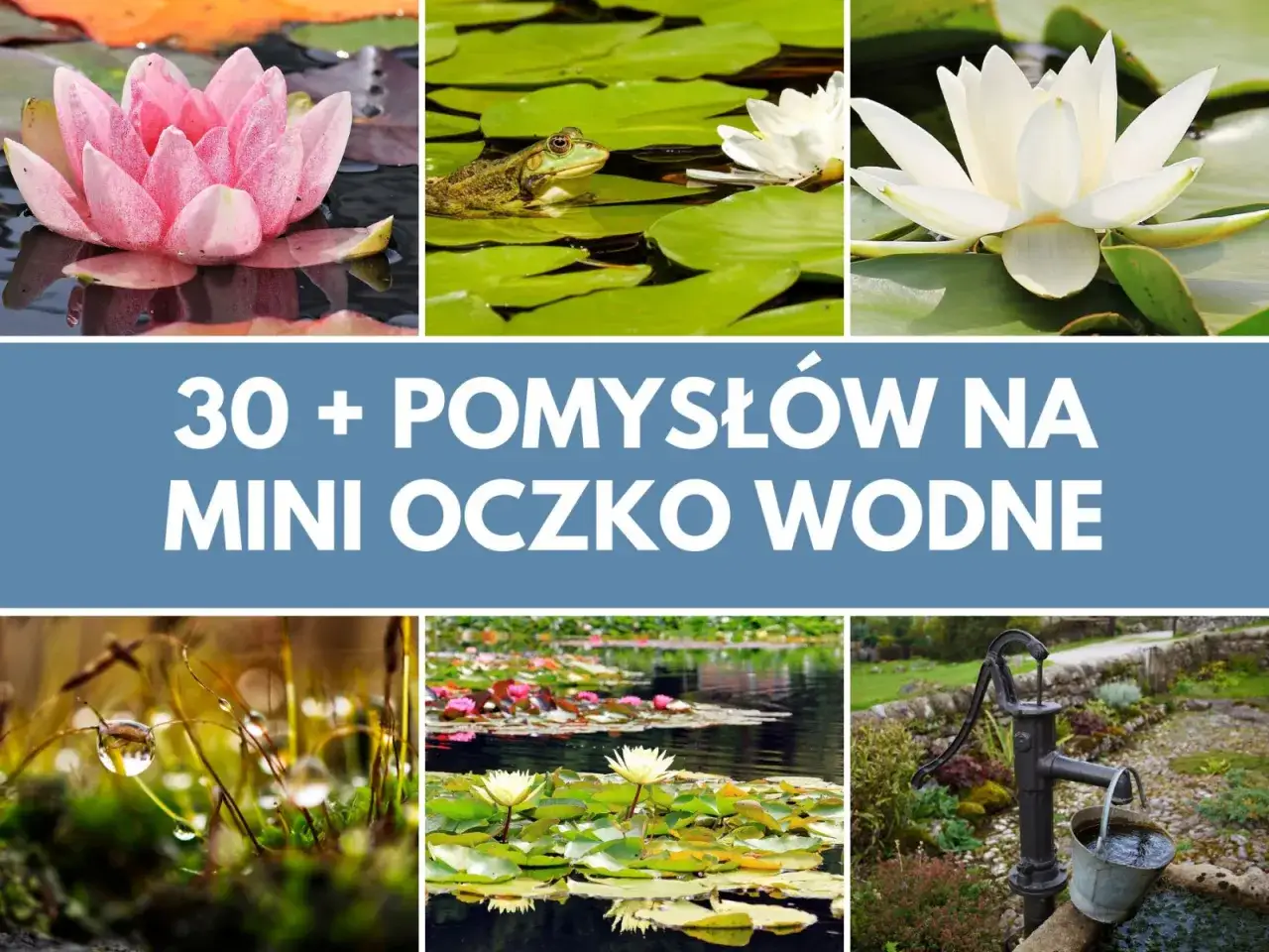 Różowe i białe lilie wodne, żaba na liściach, krople rosy, mini oczko wodne z pompą. Inspiracje dla Twojego ogrodu.